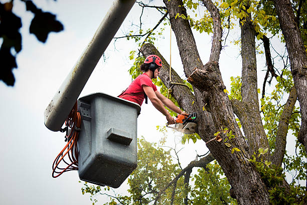 How Our Tree Care Process Works  in  Paden City, WV